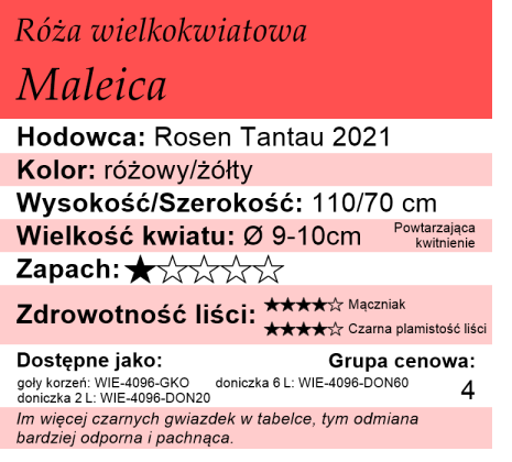 cechy roży wielkokwiatowej Maleica